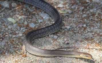 Izbacite odmah ovo izdvorišta, privlači zmije kao magnet: OVO MORATE ZNATI