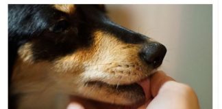 Evo šta svaki pas uradi kad oseti da je u društvu loše i pokvarene osobe: Ovo DOBRO zapamtite, može vas zaštititi od zla