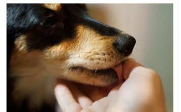 Evo šta svaki pas uradi kad oseti da je u društvu loše i pokvarene osobe: Ovo DOBRO zapamtite, može vas zaštititi od zla