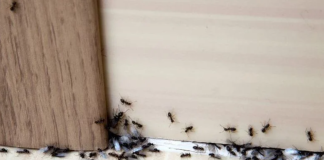 Spriječite im ulazak u dom: Mravi mrze miris ovog predmeta