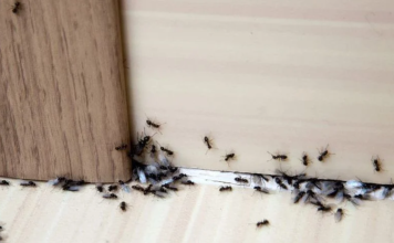 Spriječite im ulazak u dom: Mravi mrze miris ovog predmeta