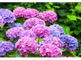 Samo 1 krompir čini da eksplodira sa toliko cvijeća, jednostavno, jeftino i VRLO BRZO