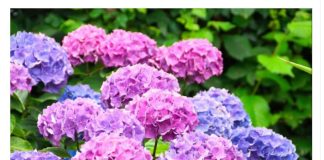 Samo 1 krompir čini da eksplodira sa toliko cvijeća, jednostavno, jeftino i VRLO BRZO