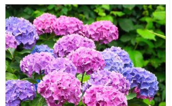 Samo 1 krompir čini da eksplodira sa toliko cvijeća, jednostavno, jeftino i VRLO BRZO