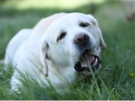 AKO STE MISLILI DA PAS JEDE TRAVU ZBOG PROBLEMA SA STOMAKOM PREVARILI STE SE: EVO šta je prava istina, morate znati