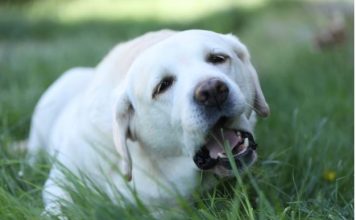 AKO STE MISLILI DA PAS JEDE TRAVU ZBOG PROBLEMA SA STOMAKOM PREVARILI STE SE: EVO šta je prava istina, morate znati