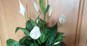 Moja mama RADI jednu stvar nakon zalijevanja spatifiliuma: Ne možete ni izbrojati nove pupoljke!