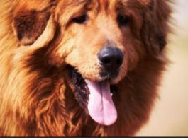 AKO STE MISLILI DA PAS JEDE TRAVU ZBOG PROBLEMA SA STOMAKOM PREVARILI STE SE: Evo šta je prava ISTINA, morate znati