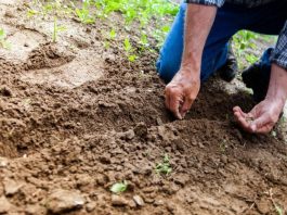 Posadite ovo u aprilu: Imaćete bogatu ljetnu baštu punu raskošnog cvijeća i sočnih plodova