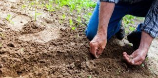 Posadite ovo u aprilu: Imaćete bogatu ljetnu baštu punu raskošnog cvijeća i sočnih plodova