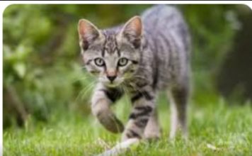 ZAŠTO MAČKA PRATI VLASNIKA U STOPU: Ako ide s vama čak i u WC, EVO ŠTA VAM PORUČUJE