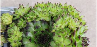 Narodna verovanja kažu da ovu biljku ni za živu glavu ne treba saditi u dvorištu: Tera sreću iz kuće i unosi maler