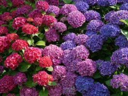Kako da hortenzija dobije intenzivnu plavu boju? OVO JE TAJNI TRIK
