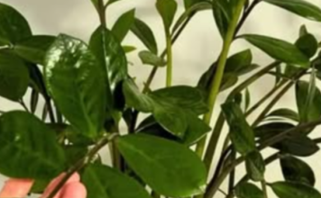 Moj zamiokulkas brzo raste i pušta NOVE LISTOVE: Dovoljna je bila samo 1promjena u njezi!