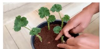 Uzgajivač je otkrio tajni trik koji jamči ukorjenjivanje MUSKATLI: Zahvaljujući ovoj metodi, dobivate SNAŽNE biljke potpuno besplatno (VIDEO)