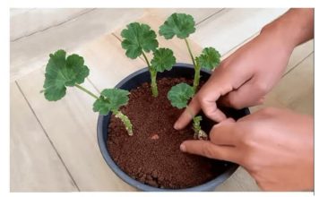 Uzgajivač je otkrio tajni trik koji jamči ukorjenjivanje MUSKATLI: Zahvaljujući ovoj metodi, dobivate SNAŽNE biljke potpuno besplatno (VIDEO)