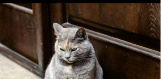 Nemojte je odbaciti: kada mačka stigne na vaš prag, često je popraćena značajnim vijestima!