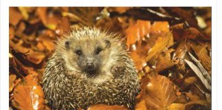 Jež u vašoj bašti nikada nije slučajnost:Njegovo prisustvo ima važno značenje, evo koje