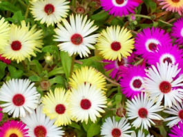 Stvaraju tepih od cvetova, samo se obnavlja, ne traži nikakvu negu: 7 vrsta cveća koje raste i iz kamena