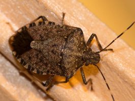 STAVITE OVO KOD VRATA I SVIH PROZORA: Smrdibube se neće približiti vašem domu!