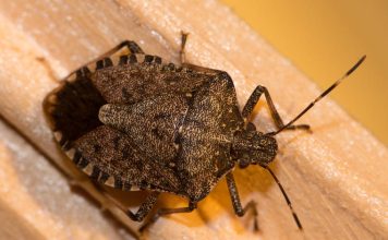 STAVITE OVO KOD VRATA I SVIH PROZORA: Smrdibube se neće približiti vašem domu!