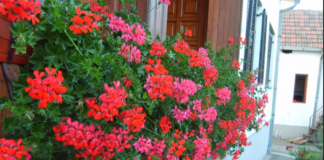 Evo kako da muškatle budu prepune cvetova: Zalivajte ihovako da bi uvek cvetale bujno