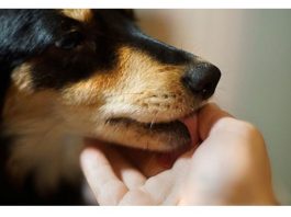 Šta znači ako vam pas liže ruku: Mnogi misle da tako iskazuje ljubav, ali to je velika greška, evo šta time poručuje