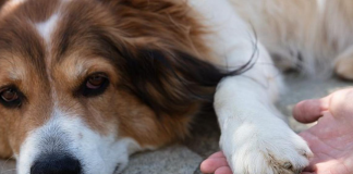 Pas često stavlja šapu na vas? Evo šta vam želi poručiti