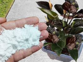 Više ne koristim NIKAKVA drugagnojiva: OVO stavite u saksiju i nećete prepoznati svoje cvijeće!