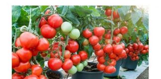 Čim zasadite paradajz, MORATE ga zaliti 3 puta ovom otopinom: Sigurno da nikada prije niste imali takav urod! (FOTO)