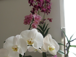 Čudan, ali izuzetno efikasan način da ORHIDEJA procvjeta: Evo uputstva – djeluje čak i na starim i umornim biljkama!