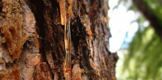 BOROVA SMOLA: Zašto je toliko cijenjena, kako se sakuplja i za koja ljekovita svojstva je sve korisna…