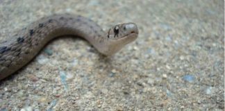 OVAKO ĆETE OTJERATI ZMIJE IZ DVORIŠTA: 1 stvar ne podnose, nikad se više neće pojaviti u blizini