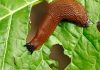 Ne koristim kemikalije da se riješim puževa. Zahvaljujući susjedovim savjetima, cijeli vrt je očišćen. To je najbolji pesticid za stabla lipe.