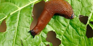 Ne koristim kemikalije da se riješim puževa. Zahvaljujući susjedovim savjetima, cijeli vrt je očišćen. To je najbolji pesticid za stabla lipe.