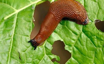 Ne koristim kemikalije da se riješim puževa. Zahvaljujući susjedovim savjetima, cijeli vrt je očišćen. To je najbolji pesticid za stabla lipe.