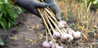 BIJELI LUK NIJE UVIJEK LIJEK: Doktorka iz Hitne otkriva šta nas sve može snaći zbog pogrešne upotrebe