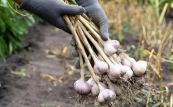 BIJELI LUK NIJE UVIJEK LIJEK: Doktorka iz Hitne otkriva šta nas sve može snaći zbog pogrešne upotrebe