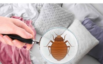 Male bube koje žive u vašem krevetu – Evo kako da ih izbacite zauvek uz ovaj jednostavan trik!