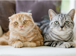 Znate li koliko je vaša ljubimica stara? Ovako ćete točno znati mačje godine