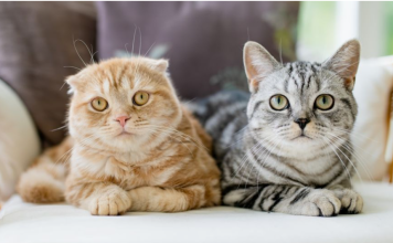 Znate li koliko je vaša ljubimica stara? Ovako ćete točno znati mačje godine