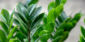 Jeste li znali da ZAMIOKULKAS može cvjetati? Samo mu trebate dati ovu prehranu!