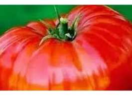 Da bi IMALI krupan i ukusan paradajz ovo povrće sadite uz njega..