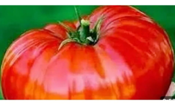 Da bi IMALI krupan i ukusan paradajz ovo povrće sadite uz njega..