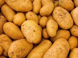 Deda je to uvijek bacao u kesu sa krompirom i izdržali su do sljedeće berbe: Ni jedan nije proklijao! (Foto)