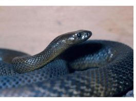 OVU ZMIJU SRBI ZOVU ČUVARKUĆA, IZLAZI SAMO U JEDNOM SLUČAJU: Zaledićete se kada čujete razlog njenog pojavljivanja