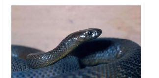 OVU ZMIJU SRBI ZOVU ČUVARKUĆA, IZLAZI SAMO U JEDNOM SLUČAJU: Zaledićete se kada čujete razlog njenog pojavljivanja