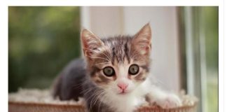 NEPOZNATA MAČKA VAM SE POJAVILA NA KUĆNOM PRAGU? INDIJSKO VJEROVANJE UPOZORAVA: “U toj kući će uskoro biti…”