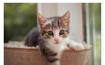 NEPOZNATA MAČKA VAM SE POJAVILA NA KUĆNOM PRAGU? INDIJSKO VJEROVANJE UPOZORAVA: “U toj kući će uskoro biti…”