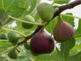 LJUDI KOJI IMAJU OVU BOLEST NE TREBA DA JEDU SMOKVE: Mogu biti POGUBNE za zdravlje, evo i zbog čega